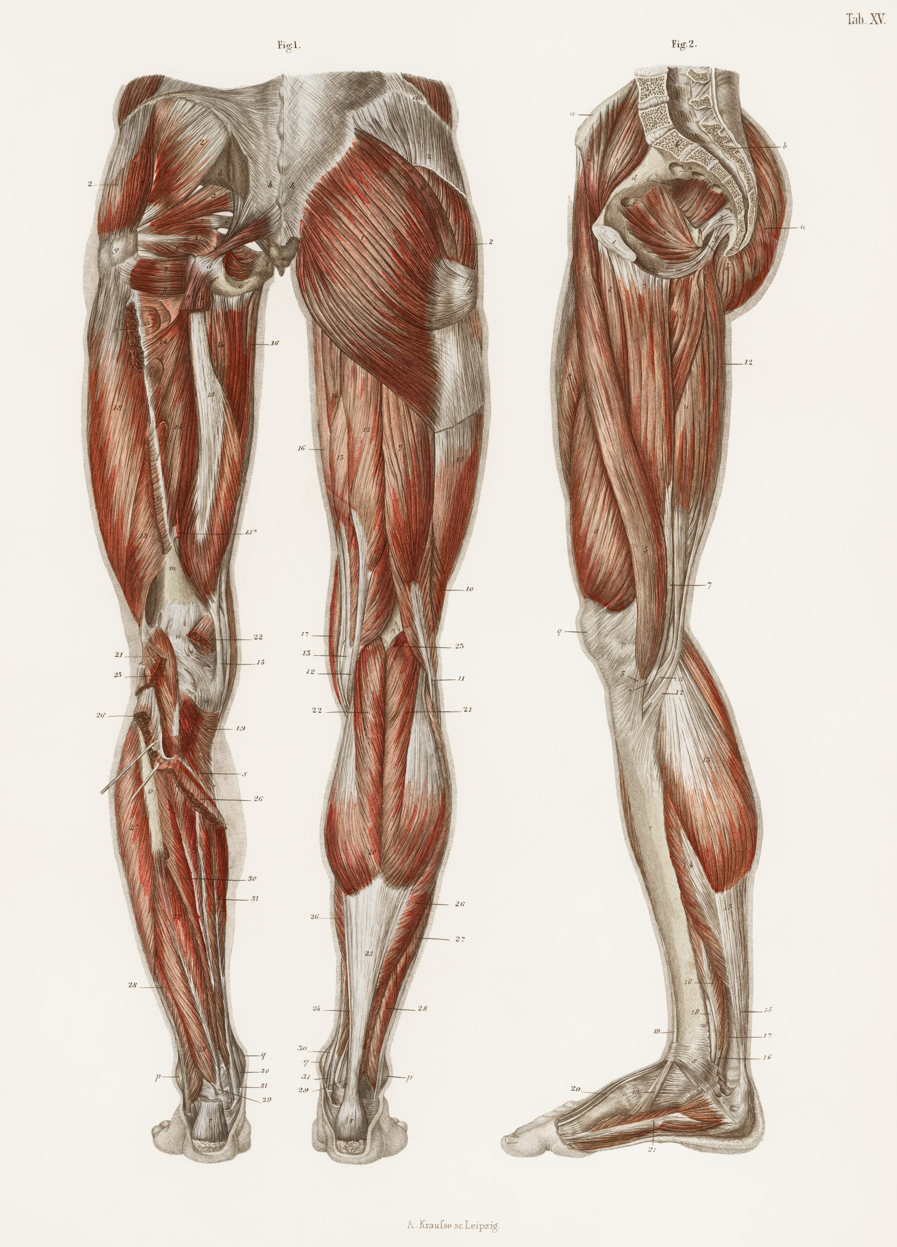 Lower limb anatomy - How Does Resistance Training Make You Stronger